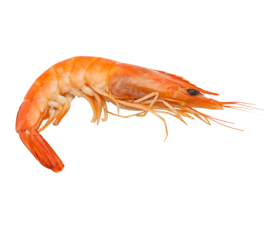 crevette