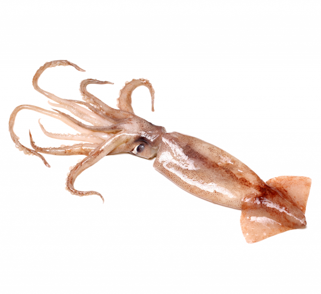 calamar