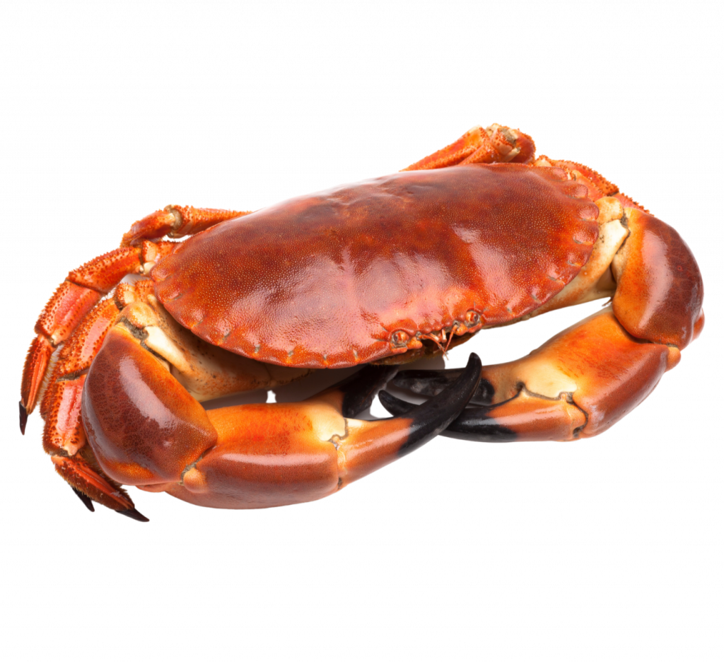 crabe