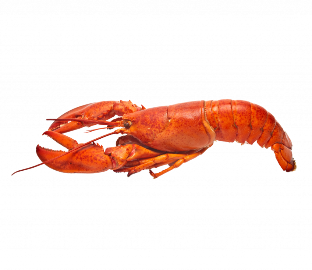 homard