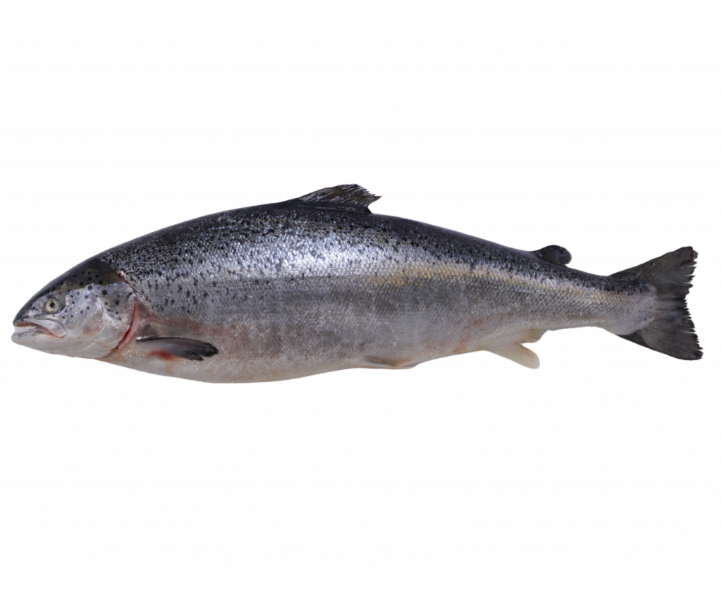 saumon